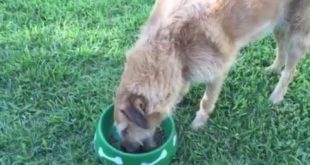 Smiley360 – Iams Dog Food