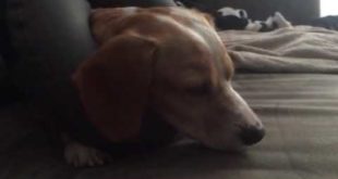 ナンデ！Snoring dog on zen collar