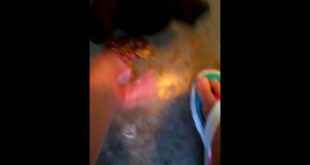 Spanish dog eating dog food but without his other arguably food?