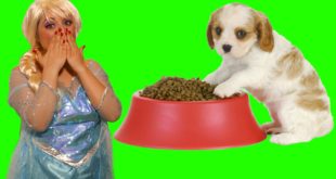 Spiderman & Spiderdog & Frozen Elsa Vs Joker & Fart Dog Food Prank – Fun Superhero In Real Life