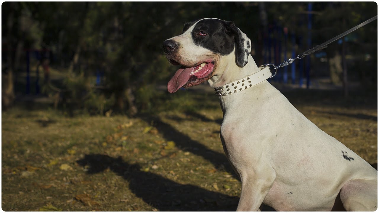Spiked White Leather Dog Collar worn by Great Dane