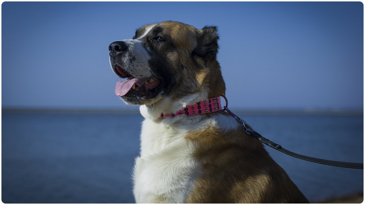 “Spiky Punch” Pink Leather Dog Collar worn by Central Asian Shepherd Dog