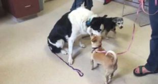 Splash & small dogs – first meet