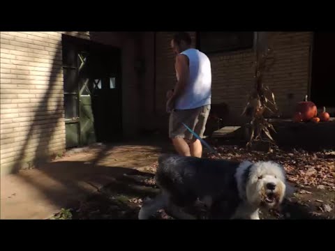 Stop Dog Barking Instantly – Amazing SafeCalm Dog Training Collar