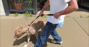 Stop Pit Bulls from Pulling – SafeCalm Dog Training Collar – BIG CHUCK MCBRIDE