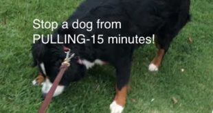 Stop Severe Pulling on a Leash in less then 15 minutes