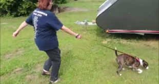 Stop Your Dog from Pulling on the Leash – SafeCalm – Dog Whisperer BIG CHUCK MCBRIDE
