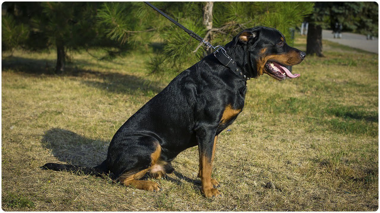 Strong Rottweiler wearing “Mighty King” Leather Dog Collar with Pyramids