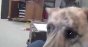 Stupid dog want food