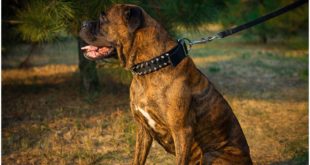 Stylish Boxer likes to wear Gorgeous Nylon Dog Collar Decorated with Spikes