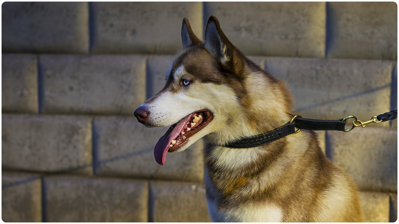 Super Beautiful Siberian Husky wearing Braided Leather Choke Dog Collar