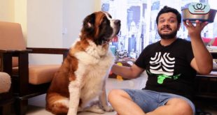 Super Food For Your Dog || GastroPup