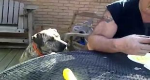 Talking Dog Asks For Food