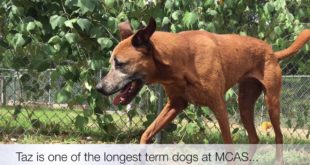 Taz A268342 Male, loves playing ball