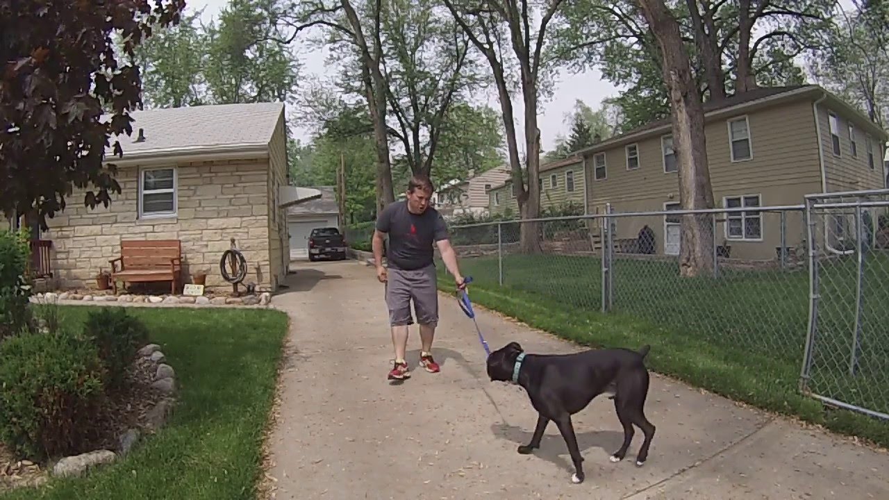 Teaching a Single, Untrained Dog on Flat Collar Lets Go
