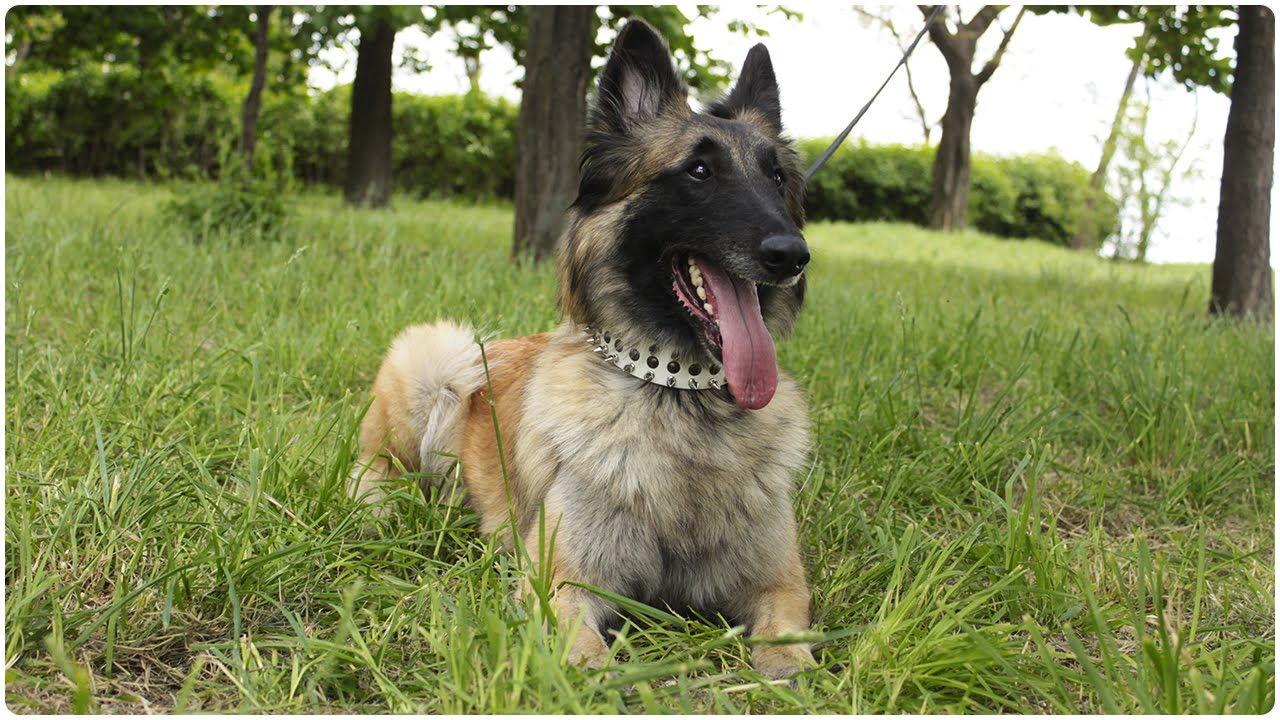 Tervuren having fun in Spiked White Leather Dog Collar for Walking