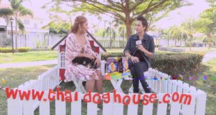 แมวจอมซ่า หมาจอมซน thai dog house 2/3