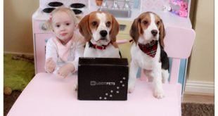 The best gifts for cute dogs :Cute dog and puppy do Lootpets unboxing