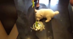 The Dog clean the house