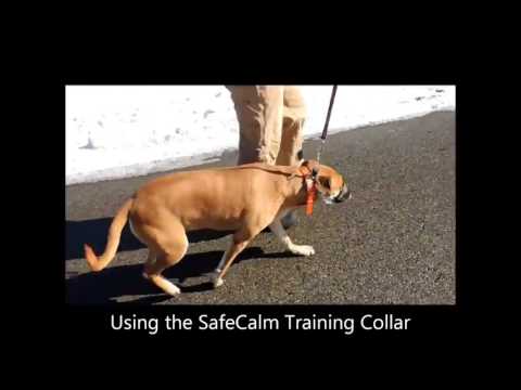 The Dog Whisperer  Training Collar  2016