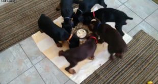 The Wheel Of Dog Food!!!