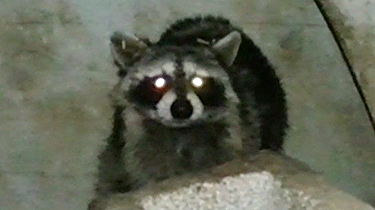 There’s A Raccoon In My Dog House