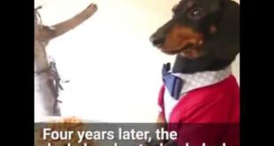 This badass dog is famous for wearing people clothes