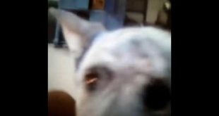 This Dog Loves Food