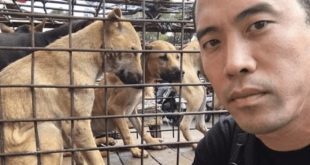This Guy Rescued 1,000 Dogs From China’s Dog Meat Festival