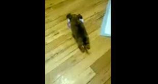 Tiny Puppy dog falls into her food bowl