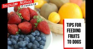 Tips For Feeding Fruit to Dogs