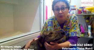 Toby, rescatado de una situación extrema, busca un hogar