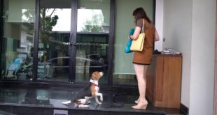 tony dog ,food conditioned
