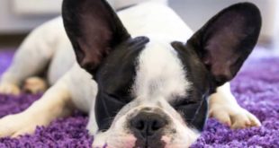 Top 10 Best Small Dog Breeds