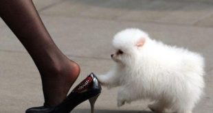 Top 10 Kid Friendly Small Dogs   Best Dog Breeds for Children