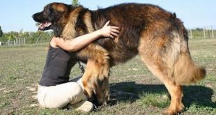 Top 10 Largest Dog Breeds in the World