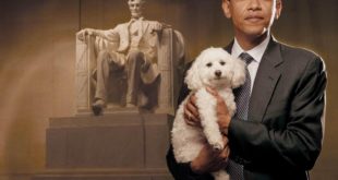 Top 10 Latest smallest Dogs of 2016