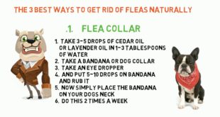 Top 3 Natural Ways To Get Rid Of Flea On Dogs !!