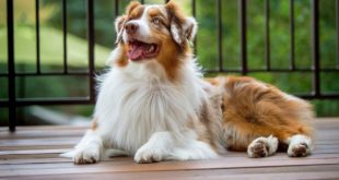 Top 5 Best Tasting Dog Food Reviews 2016 Best Tasting Dry Dog Food