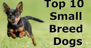 Top Ten  Small  Breed  Dogs