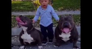 Tow Big Dogs with Small Kid – Funny video