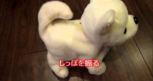 あかちゃんチワワ レビュー ペット 犬小屋制作 Toy Dog Review pet doghouse 節約父さん