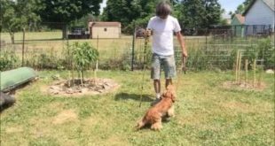 Train Dog with Drilling