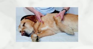 Tramadol 50mg For Small Dog’s Pain Management