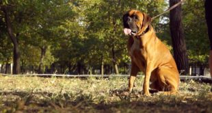Trendy Leather Boxer Collar  with Brass Plated Cones