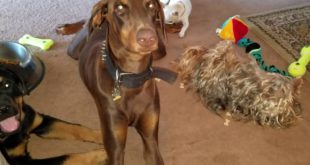 Two big dogs to small dogs eating breakfast
