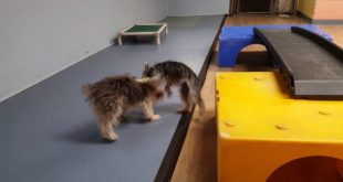 TWO SMALL DOGS HAVING A BLAST TOGETHER