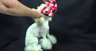 UDogU Easy-On Small Dog Harness