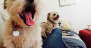 Vegan Dog Food Recipe (aka cute doggies click bait)