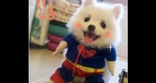 Very funny dog clothes